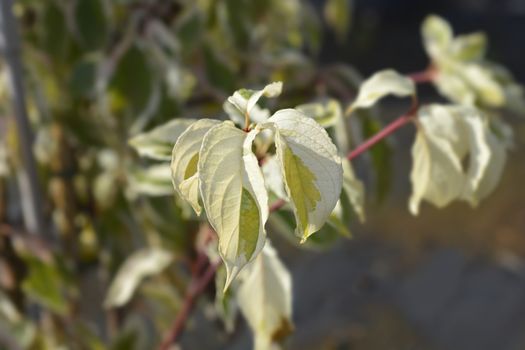 Wedding cake tree leaves - Latin name - Cornus controversa Variegata