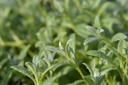 Snow-in-summer leaves - Latin name - Cerastium tomentosum