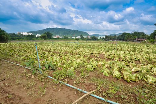 Agricultural land affected by flooding. Flooded field. The consequences of rain disaster or Water flood. Agriculture and farming of White Cabbage. Natural disaster and crop loss risks.