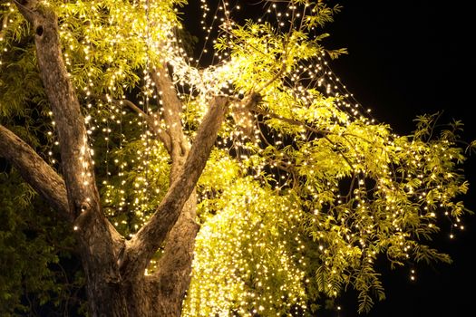 Decorative outdoor string lights hanging on tree in the garden at night time 