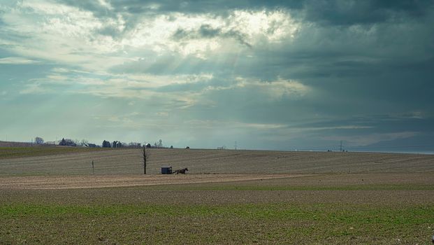 Landscape of Amish Countryside with a horse and Buggy in the Distance