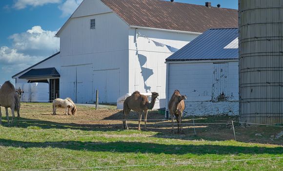 Herd of Camels seen in Dutch Pennsylvania on a Amish Farm on a Sunny Spring Day