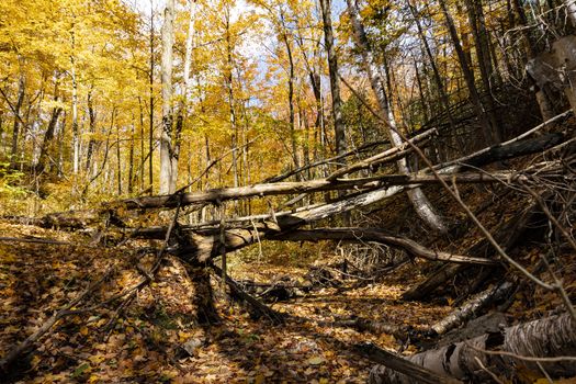 Wild forest, untouched nature with fallen trees and streams with fallen leaves in them