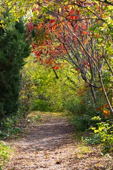 Beautiful foliage of green, yellow and red color along the forest road contrasts of the autumn forest