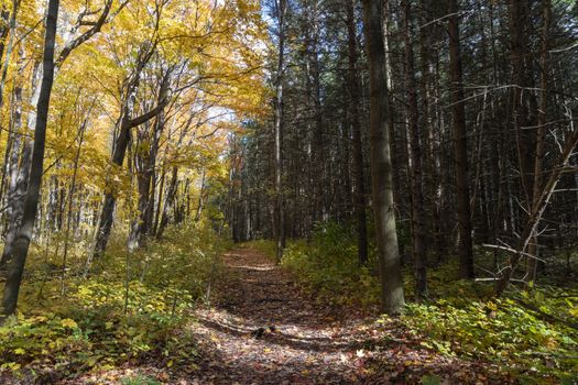 The trail along which the section between the maple forest and the pine forest passes