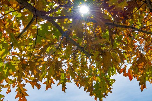 The sun's rays penetrate in the wind through a large branch with colorful autumn foliage
