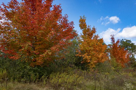 Three beautiful, red-orange, autumn maples against a blue sky and white clouds