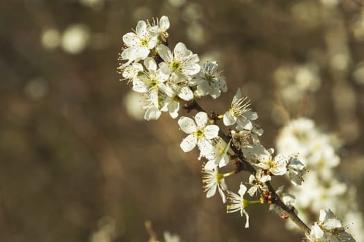 A sprig of a cherry blossom on a brown background, spring trailer