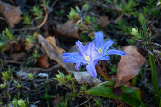 Small blue garden flowers, spring view