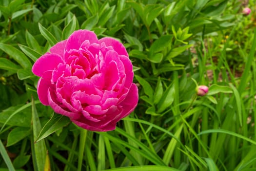 A beautiful pink peony flower in green grass