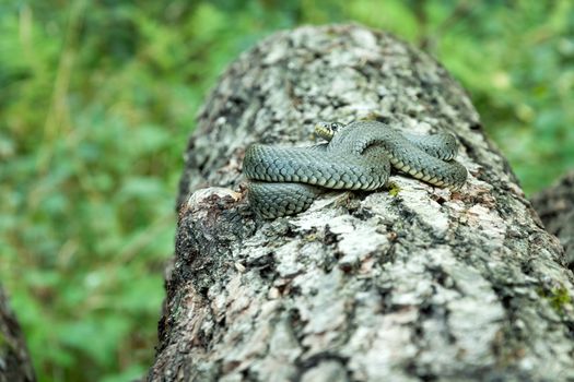 Rolled natrix natrix snake on the tree trunk, view in the summer day