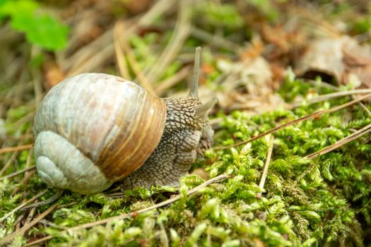 Close-up on Roman snail on moss, spring view