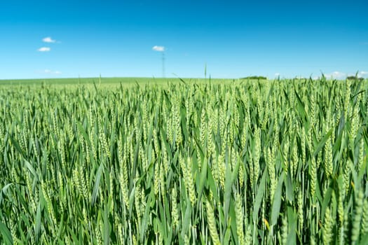 Green wheat ears and blue sky, view in the sunny day