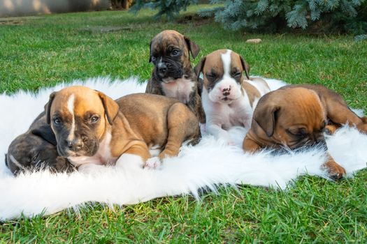 Boxer puppies on the blanket in the garden, view in the sunny summer day