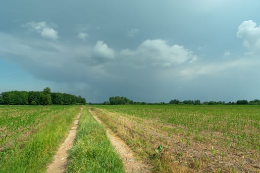 A country road through cornfields and cloudy sky, summer view