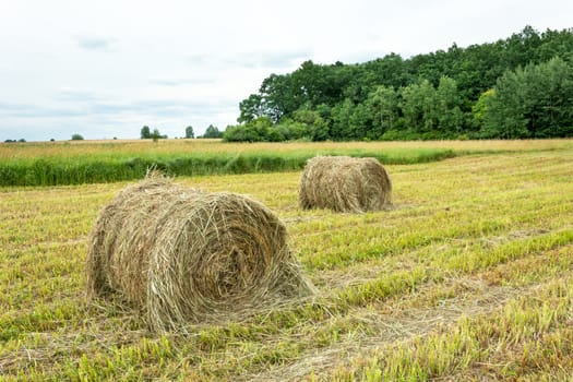 Hay bales in the field, forest and bright sky, view in the summer day