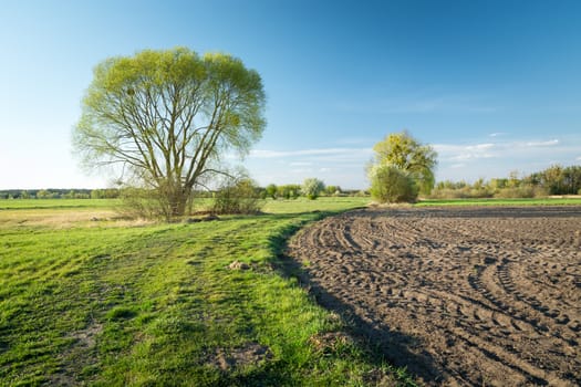 A huge tree growing on a ploughed field, spring view