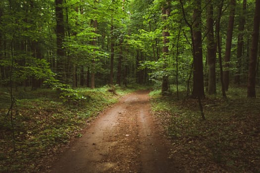 Ground road through green deciduous forest, view in summer day