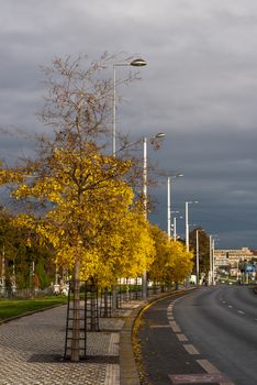 Trees with yellow leaves on a grey sky Autumn day close to a highway in Prague