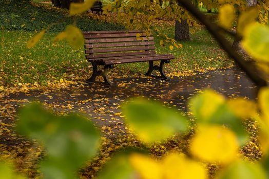 Empty wooden bench in a park surrounded with yellow leaves in Prague
