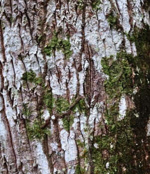 Close up view on very detailed tree bark texture in high resolution