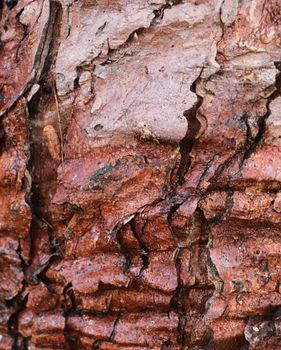 Close up view on very detailed tree bark texture in high resolution