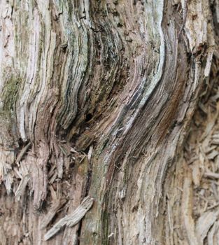 Close up view on very detailed tree bark texture in high resolution