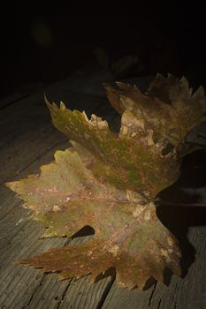 Yellowed withered grape leaves on an old wooden table