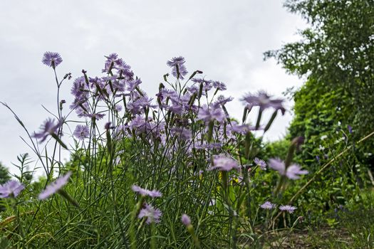 Flowers gently purple with the name Cornflower grow in natural nature