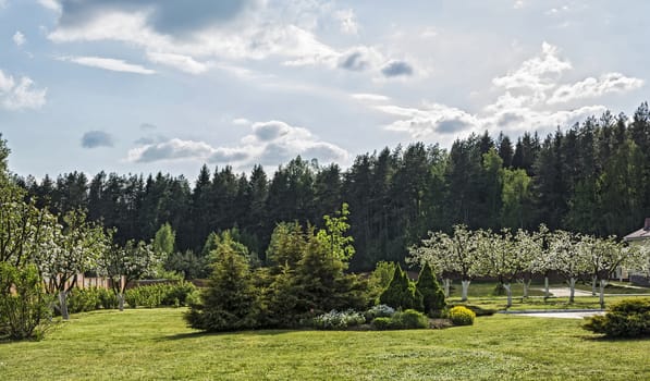 Apple-tree garden and ornamental vegetation in the forest
