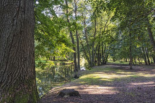 Among the tall trees flowing forest stream