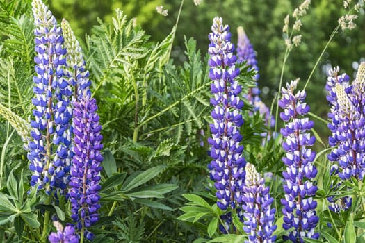 Among the grass grow blue lupine flowers