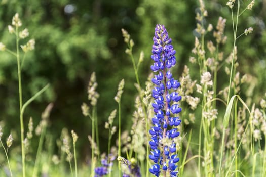 Among the grass grows a blue flower meadow lupine