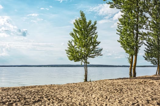 Several trees grow on the sandy beach of the sea shore