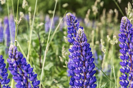 Among the thickets of green grass, blue lupine flowers blossomed