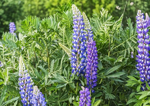 Blue lupine flowers grow among the thickets of green grass