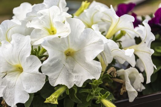 Flowers of white petunia