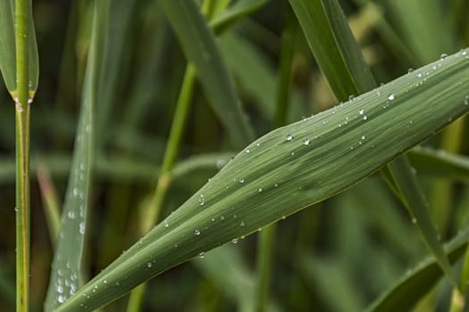 On a green leaf of a cane sprinkled drops of dew