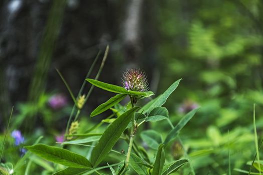 Close-up of a white and pink clover flower