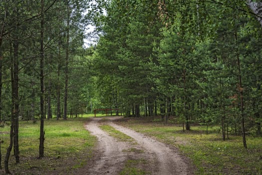 In the forest among the trees a dirt road