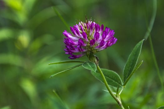 Close-up of a white and pink clover flower