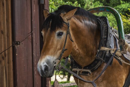 
Head of a brown horse with a black mane with a yoke, an arc and a shaft