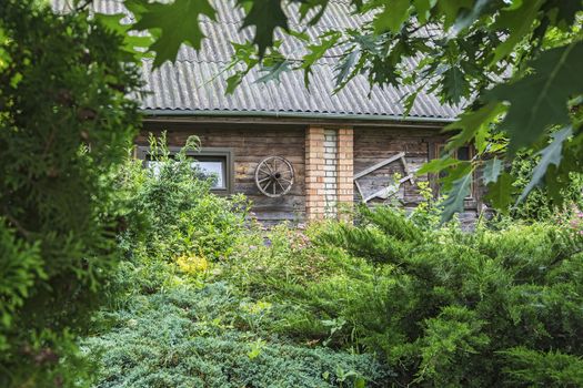 Among the green vegetation is the wall of the village hut and the wheel from the cart