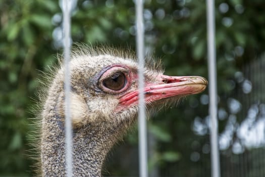 Head of African ostrich with red beak close-up