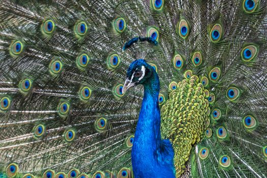 Wild animal world. Peacock with open colorful tail.