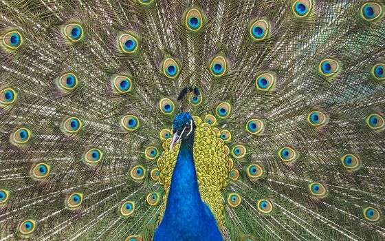 Peacock with multi-colored feathers. Wild animal world.
