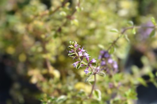 Foxley Thyme leaves - Latin name - Thymus pulegioides Foxley