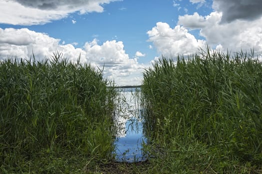 In the coastal reeds a passage to the water is made