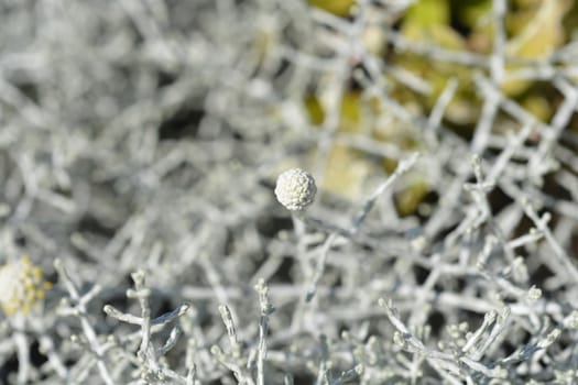 Silver cushion bush - Latin name - Calocephalus brownii