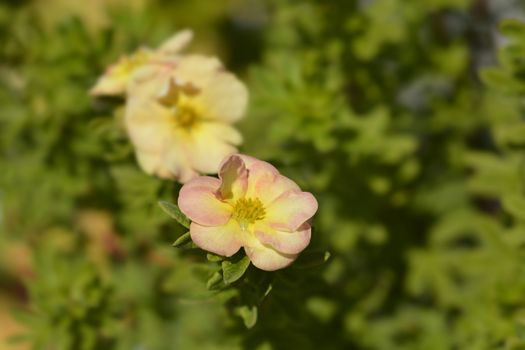 Shrubby Cinquefoil Bella Apple - Latin name - Potentilla fruticosa Bella Apple